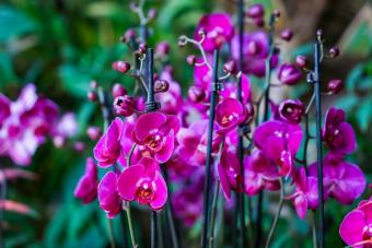 VIII фестиваль орхидей, хищных растений и растений пустынь «Тропическая зима